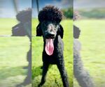 Small #1 Poodle (Standard)
