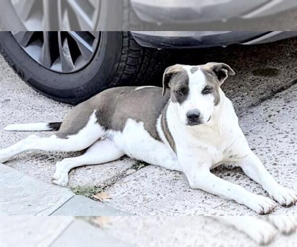 Medium Photo #1 Staffordshire Bull Terrier-Unknown Mix Puppy For Sale in Houston, TX, USA