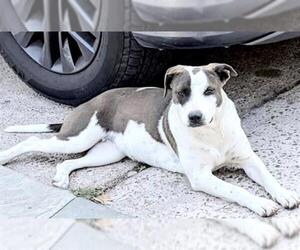 Staffordshire Bull Terrier-Unknown Mix Dogs for adoption in Houston, TX, USA