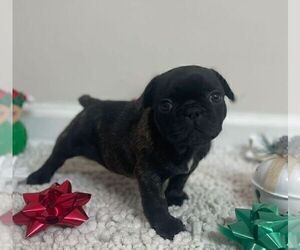 French Bulldog Puppy for sale in JOHNS ISLAND, SC, USA