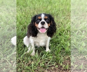 Mother of the Cavalier King Charles Spaniel puppies born on 03/29/2021