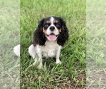 Small Photo #1 Cavalier King Charles Spaniel Puppy For Sale in FROSTPROOF, FL, USA