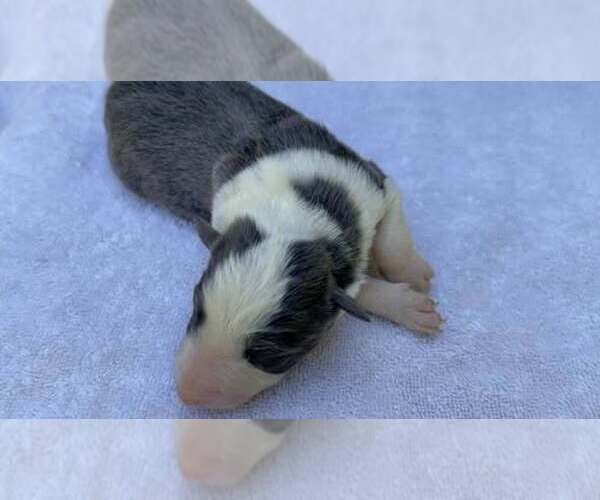 Medium Photo #1 Border Collie Puppy For Sale in MOSIER, OR, USA