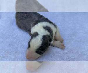 Medium Border Collie