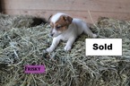 Small #5 Jack Russell Terrier Mix