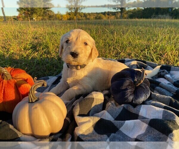 Medium Photo #1 Goldendoodle Puppy For Sale in LANESVILLE, IN, USA