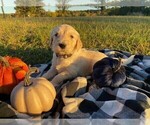 Small Photo #1 Goldendoodle Puppy For Sale in LANESVILLE, IN, USA