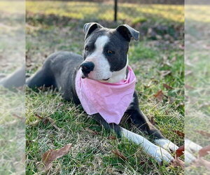 Violet - Female Bullypit Dog for Adoption - Photo #2