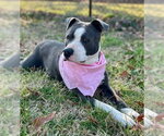 Small Photo #2 Bullypit Puppy For Sale in Southbury, CT, USA