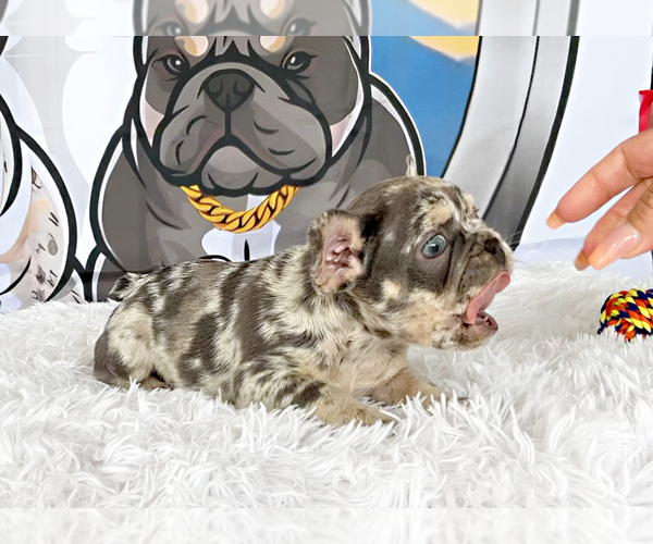 Medium Photo #2 French Bulldog Puppy For Sale in LEHIGH ACRES, FL, USA