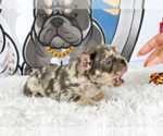 Small #1 French Bulldog