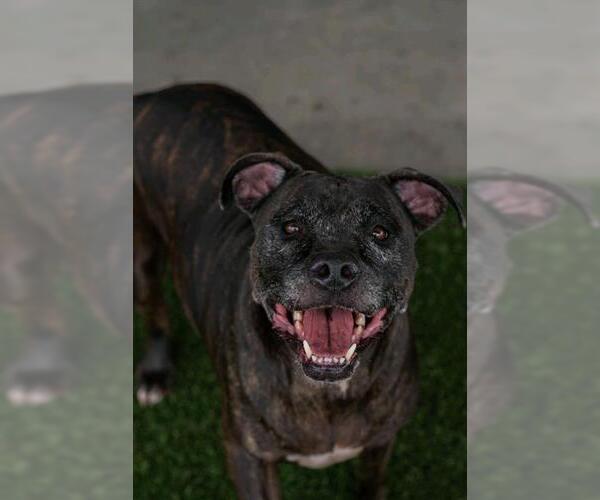 Medium Photo #3 American Pit Bull Terrier-Unknown Mix Puppy For Sale in Baytown, TX, USA