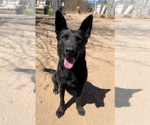 Medium Photo #11 Labrador Retriever Puppy For Sale in Apple Valley, CA, USA