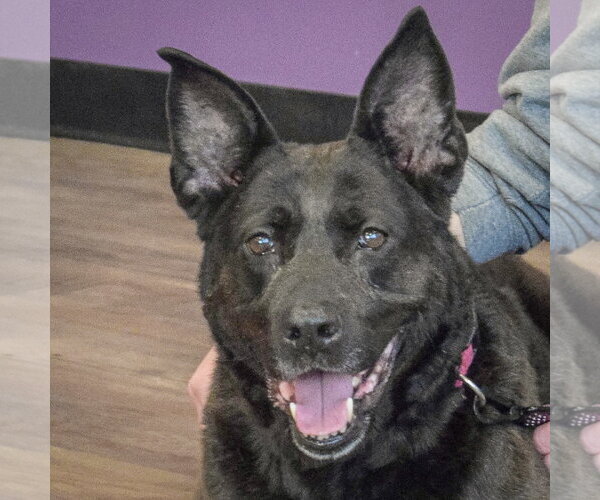 Medium Photo #1 Holland Shepherd-Unknown Mix Puppy For Sale in Huntley, IL, USA