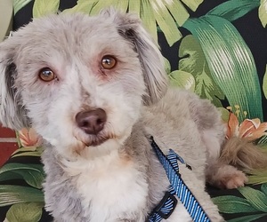 Havanese Puppy for sale in WINSTON SALEM, NC, USA