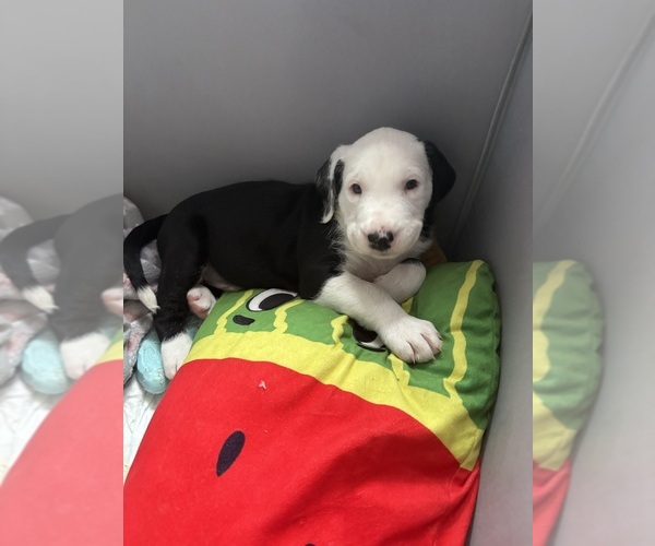 Medium Photo #10 Great Dane-Sheepadoodle Mix Puppy For Sale in EGG HARBOR CITY, NJ, USA