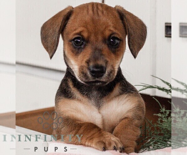 Medium Photo #1 Dachshund Puppy For Sale in EAST EARL, PA, USA