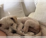 Small #1 Poodle (Miniature) Mix