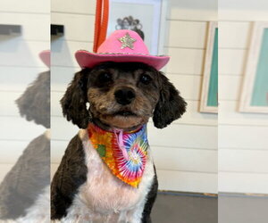 Piper - Female Poodle (Miniature)-Unknown Mix Dog for Adoption - Photo #3