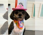 Small Photo #3 Poodle (Miniature)-Unknown Mix Puppy For Sale in Mooresville, NC, USA