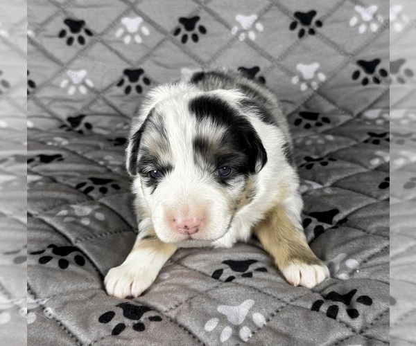 Medium Photo #2 Australian Shepherd Puppy For Sale in SALISBURY, NC, USA