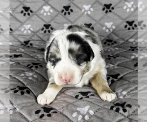 Medium Australian Shepherd
