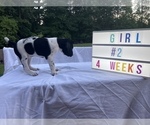 Small Photo #18 German Shorthaired Pointer Puppy For Sale in CORBIN, KY, USA