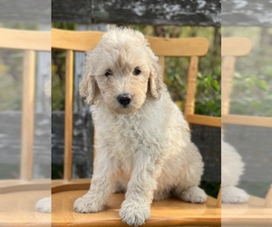 Goldendoodle Puppy for sale in MARYVILLE, MO, USA