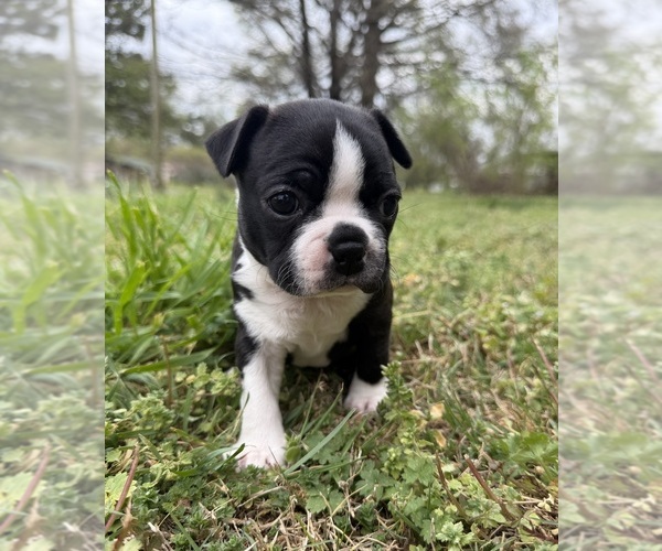Medium Photo #1 Boston Terrier Puppy For Sale in GARFIELD, AR, USA
