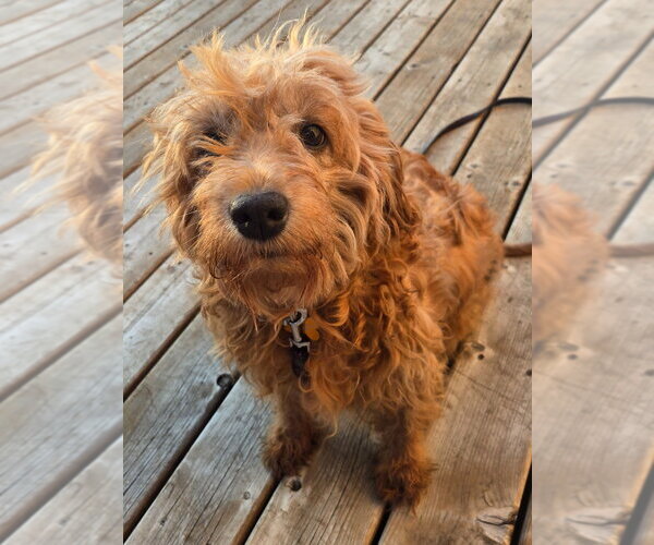 Medium Photo #3 Golden Retriever-Unknown Mix Puppy For Sale in Brights Grove, Ontario, Canada