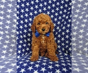 Cocker Spaniel-Poodle (Miniature) Mix Puppy for sale in NEW PROVIDENCE, PA, USA