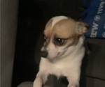 Small Photo #1 Chihuahua Puppy For Sale in SUGAR CREEK, MO, USA