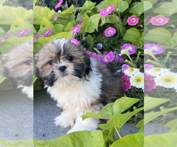 Medium Photo #4 Shih Tzu Puppy For Sale in CANOGA, NY, USA
