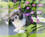 Small #3 Shih Tzu