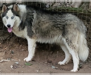 Siberian Husky Puppy for sale in SANDY HOOK, KY, USA