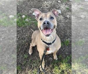 Boxer-Unknown Mix Dogs for adoption in Louisville, KY, USA