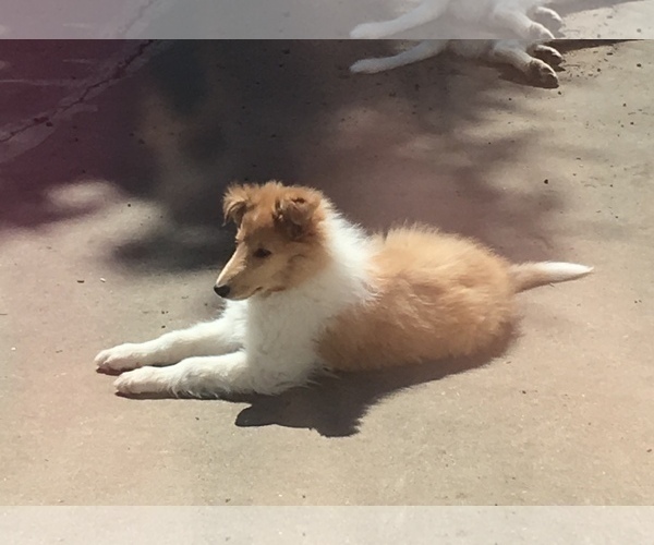 Medium Photo #3 Collie Puppy For Sale in CHISAGO CITY, MN, USA