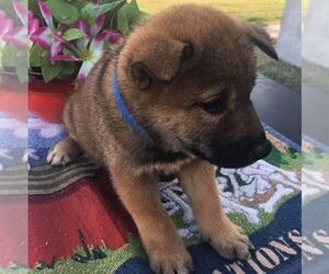 Shiba Inu Puppy for sale in INALA, OK, USA