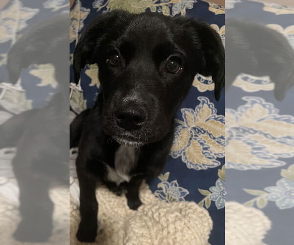 Medium Photo #6 Labrador Retriever-Unknown Mix Puppy For Sale in Brewster, NY, USA