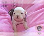 Small Photo #43 Olde English Bulldogge Puppy For Sale in WRIGHT CITY, MO, USA