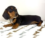 Small #1 Dachshund