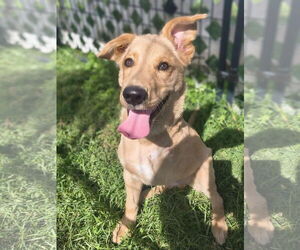 Goldendoodle Dogs for adoption in Modesto, CA, USA