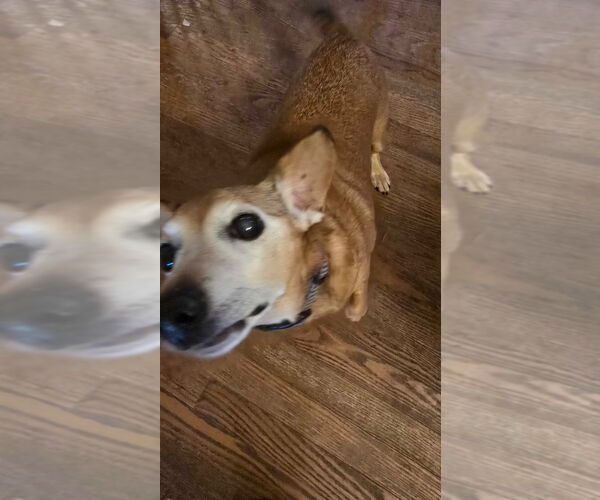 Medium Photo #4 Chiweenie Puppy For Sale in Salt Lake City, UT, USA