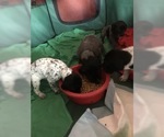 Small Photo #7 German Shorthaired Pointer Puppy For Sale in GRAND TERRACE, CA, USA