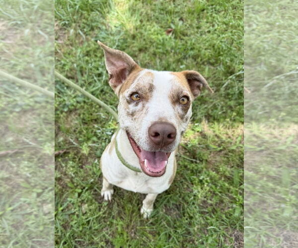 Medium Photo #5 Catahoula Leopard Dog-Unknown Mix Puppy For Sale in Woodbury, NY, USA