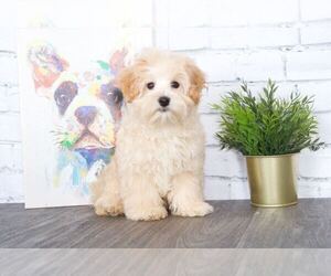 Maltese Puppy for sale in RED LION, PA, USA
