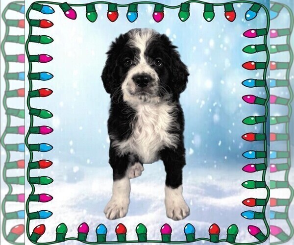 Medium Photo #1 Bernedoodle Puppy For Sale in BLACK FOREST, CO, USA