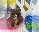 Small Photo #4 Pomeranian Puppy For Sale in BRENTWOOD, CA, USA