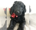 Small Photo #2 Goldendoodle Puppy For Sale in TEMPLE, TX, USA