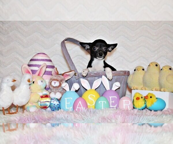 Medium Photo #2 Chihuahua Puppy For Sale in CHARLESTON, AR, USA